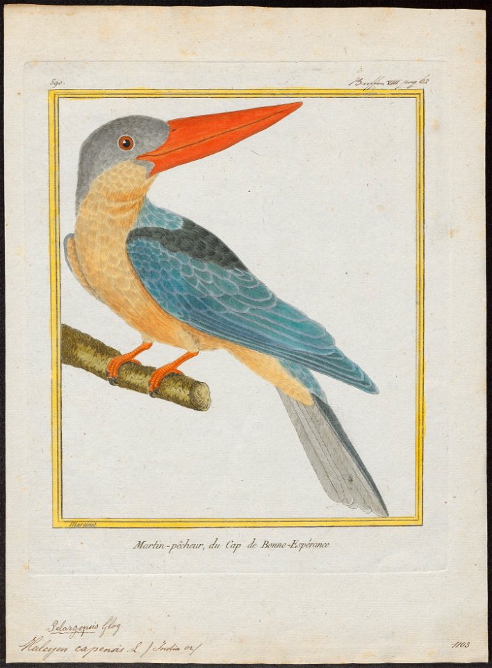 Halcyon capensis - - Print - Iconographia Zoologica - Special Collections University of Amsterdam - UBA01 IZ16800103