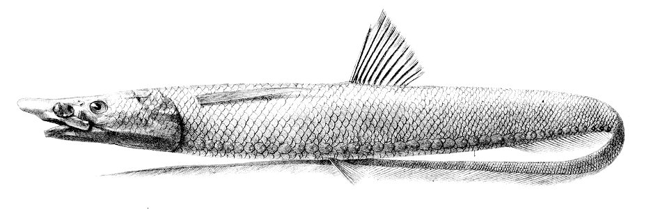 Halosauropsis macrochir 
