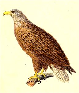 Haliaeetus albicilla 1832. Free illustration for personal and commercial use.