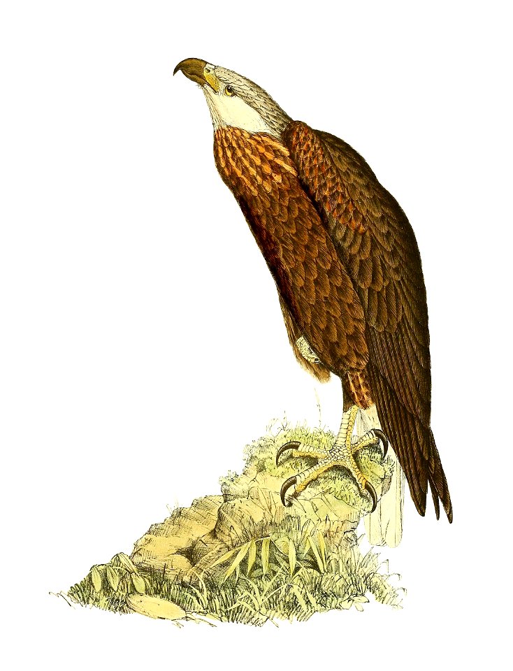 Haliaeetus vociferoides 1868 (2)