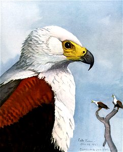 Haliaeetus vociferEYP14A