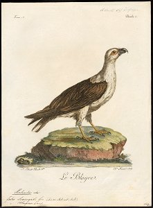 Haliaeëtus leucogaster - 1796-1808 - Print - Iconographia Zoologica - Special Collections University of Amsterdam - UBA01 IZ18100335
