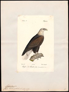 Halliaeëtus leucocephalus - 1842-1848 - Print - Iconographia Zoologica - Special Collections University of Amsterdam - UBA01 IZ18100315