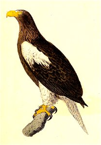 Haliaeetus pelagicus 1832. Free illustration for personal and commercial use.