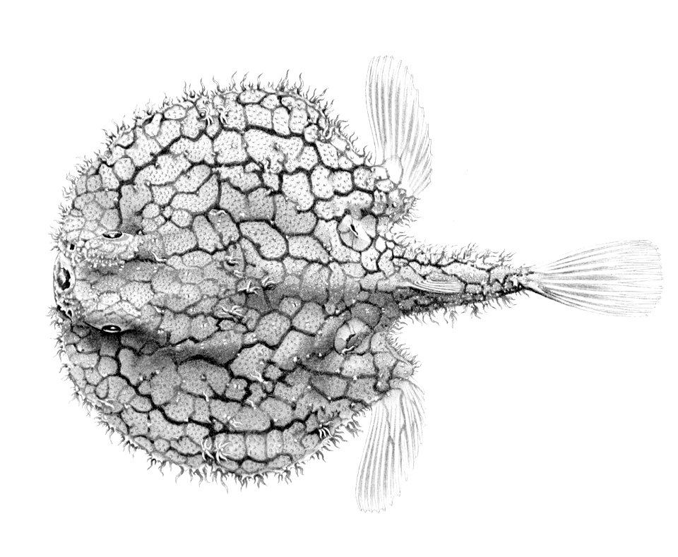 Halieutaea retifera