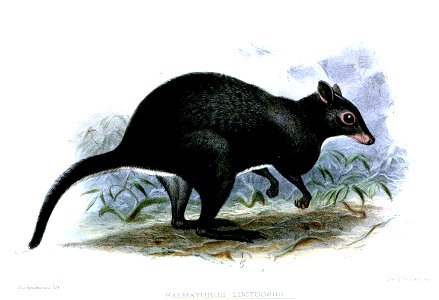HalmaturusLuctuosusKeulemans