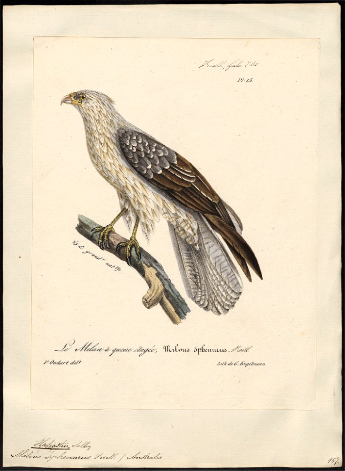Haliastur sphenurus - 1825-1834 - Print - Iconographia Zoologica - Special Collections University of Amsterdam - UBA01 IZ18100352