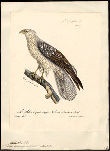 Haliastur sphenurus - 1825-1834 - Print - Iconographia Zoologica - Special Collections University of Amsterdam - UBA01 IZ18100352