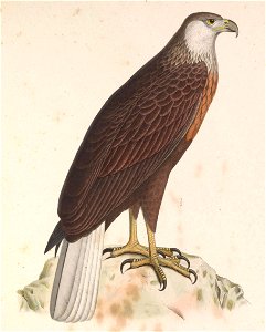 Haliaeetus vociferoides 1849. Free illustration for personal and commercial use.