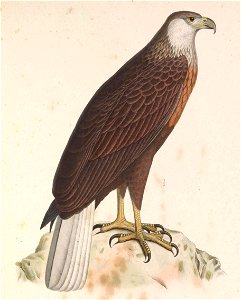 Haliaeetus vociferoides 1849
