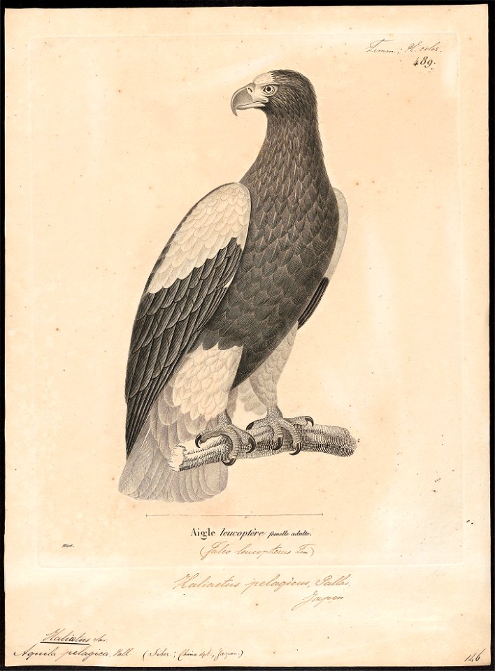Haliaeëtus pelagicus - 1700-1880 - Print - Iconographia Zoologica - Special Collections University of Amsterdam - UBA01 IZ18100325