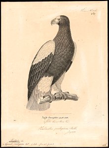 Haliaeëtus pelagicus - 1700-1880 - Print - Iconographia Zoologica - Special Collections University of Amsterdam - UBA01 IZ18100325
