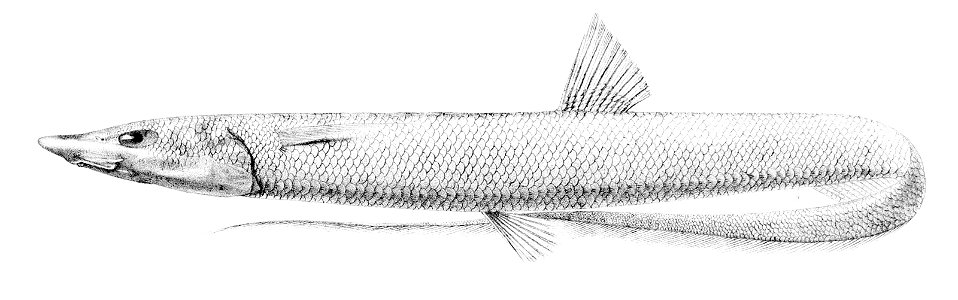 Halosaurus ovenii1