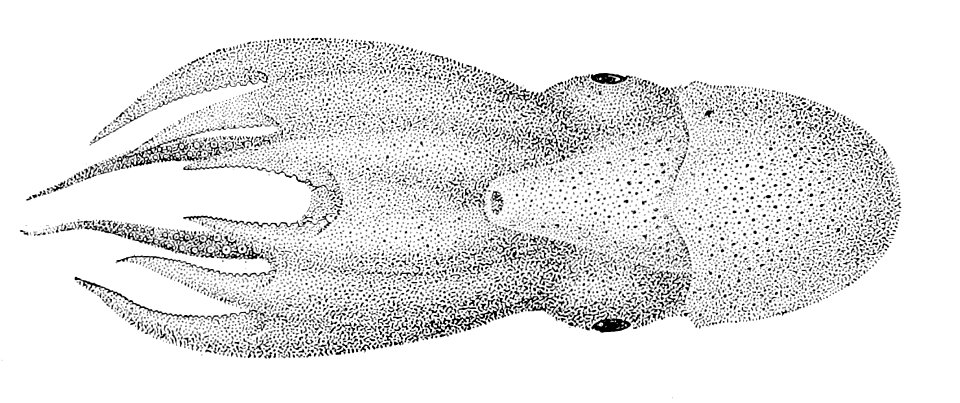 Haliphron atlanticus3