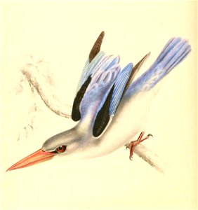 Halcyon senegaloides 1838