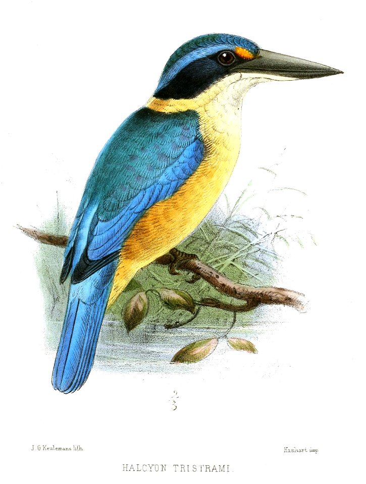 HalcyonTristramiKeulemans