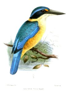 HalcyonTristramiKeulemans