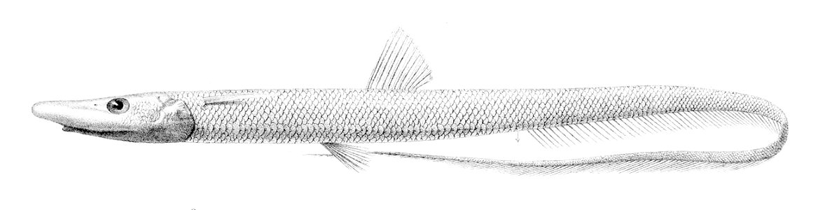 Halosaurus johnsonianus2