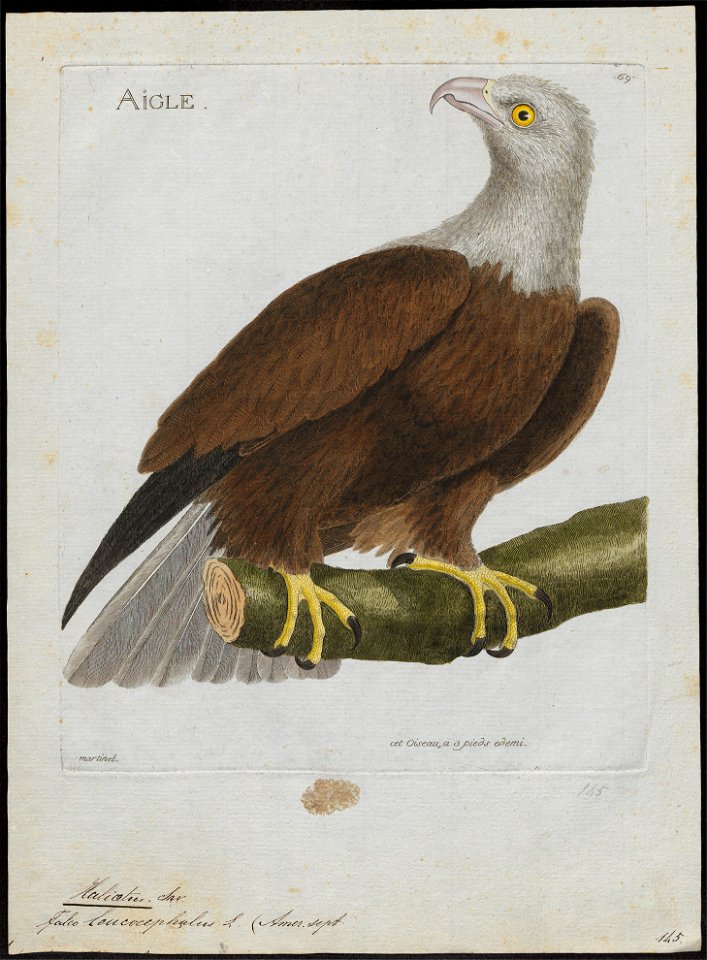 Halliaeëtus leucocephalus - 1790-1796 - Print - Iconographia Zoologica - Special Collections University of Amsterdam - UBA01 IZ18100319