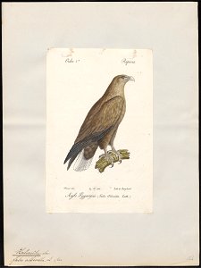 Halliaeëtus albicilla - 1842-1848 - Print - Iconographia Zoologica - Special Collections University of Amsterdam - UBA01 IZ18100297