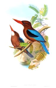 HalcyonGularisGould