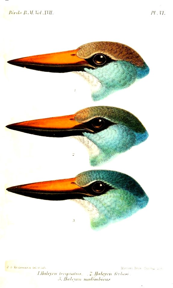 Halcyon2Keulemans