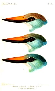 Halcyon2Keulemans