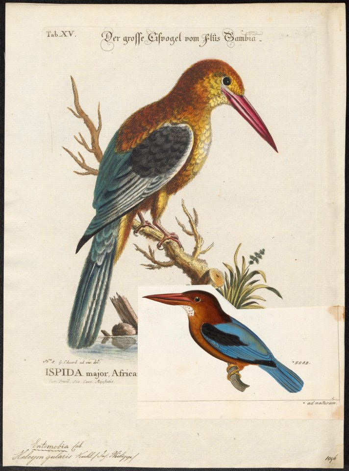 Halcyon gularis - 1700-1880 - Print - Iconographia Zoologica - Special Collections University of Amsterdam - UBA01 IZ16800061