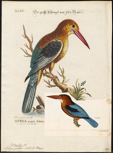 Halcyon gularis - 1700-1880 - Print - Iconographia Zoologica - Special Collections University of Amsterdam - UBA01 IZ16800061