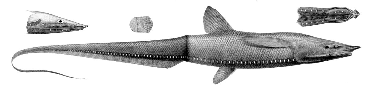 Halosauropsis macrochir2