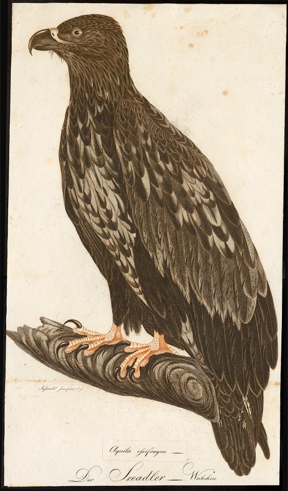 Halliaeëtus albicilla - 1800-1812 - Print - Iconographia Zoologica - Special Collections University of Amsterdam - UBA01 IZ18100305