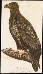 Halliaeëtus albicilla - 1800-1812 - Print - Iconographia Zoologica - Special Collections University of Amsterdam - UBA01 IZ18100305