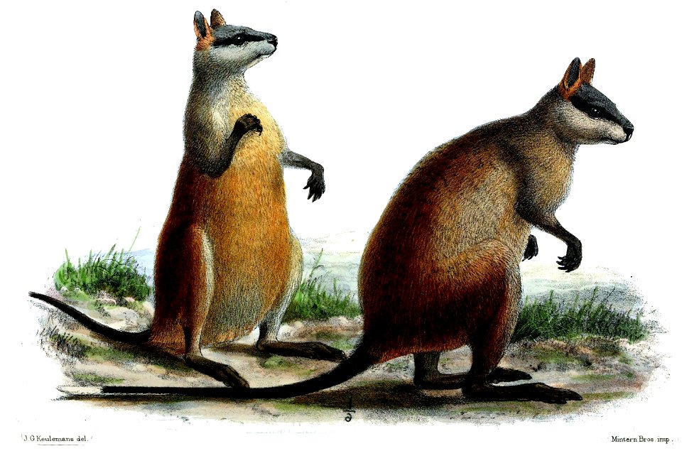 HalmaturusApicalisKeulemans