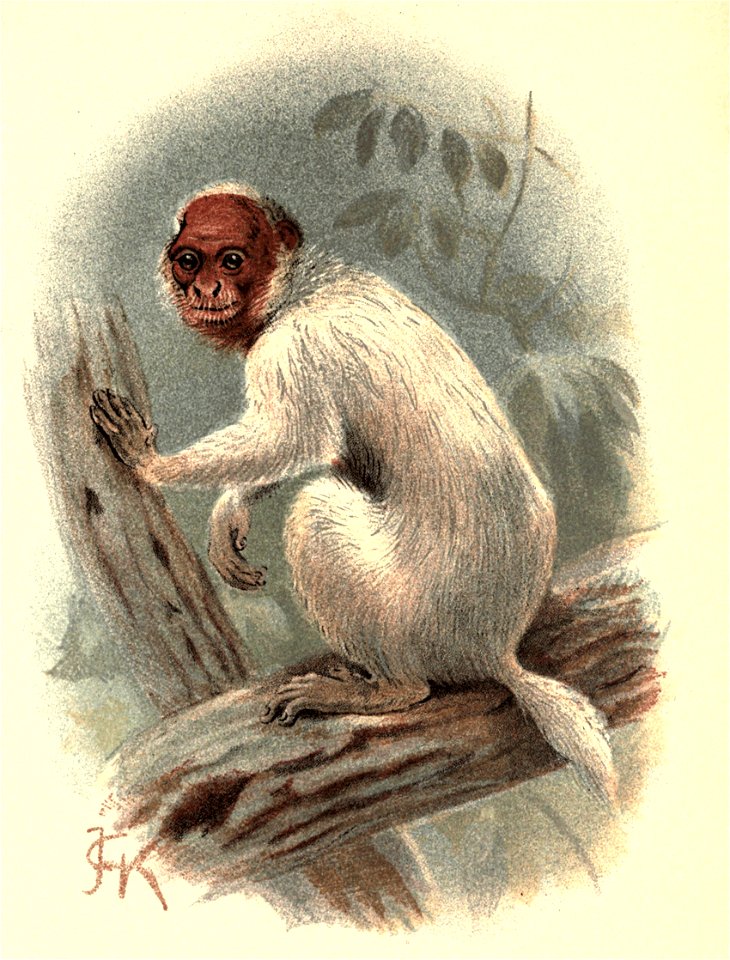 Handbook to the Primates Plate 16