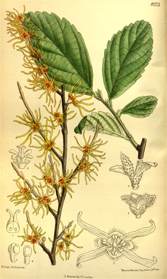 Hamamelis vernalis 140-8573