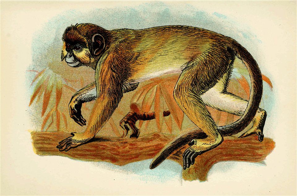 Handbook to the Primates Plate 32