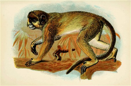Handbook to the Primates Plate 32