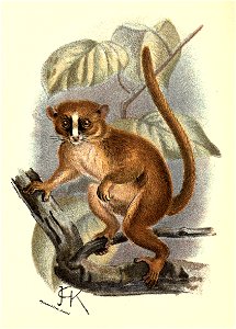 Handbook to the Primates Plate 06