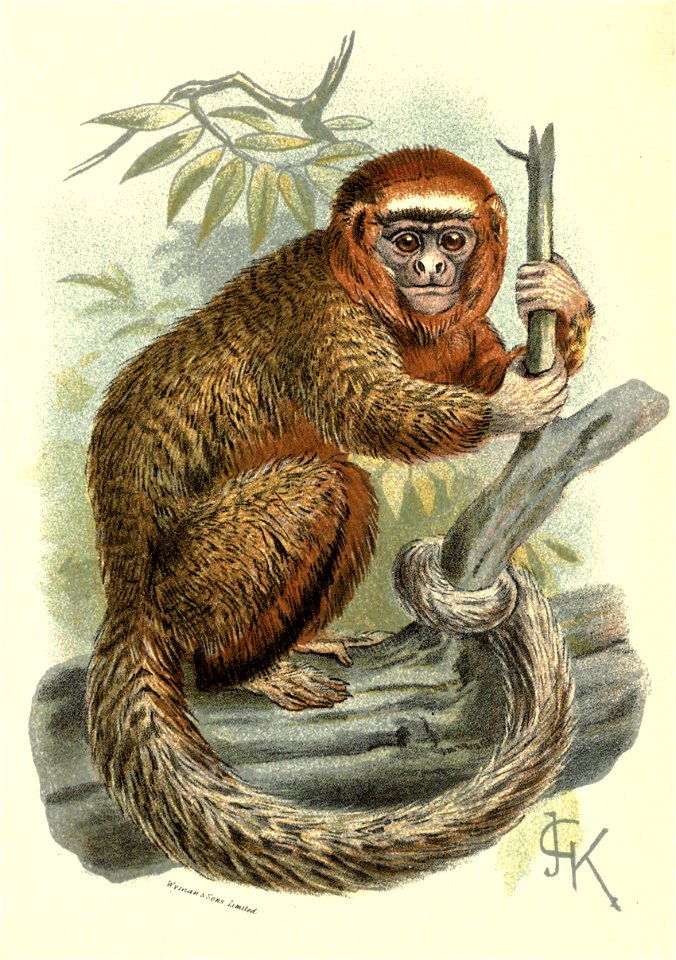 Handbook to the Primates Plate 14
