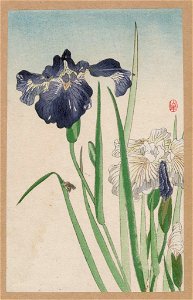 Hanashōbu LCCN2008660521