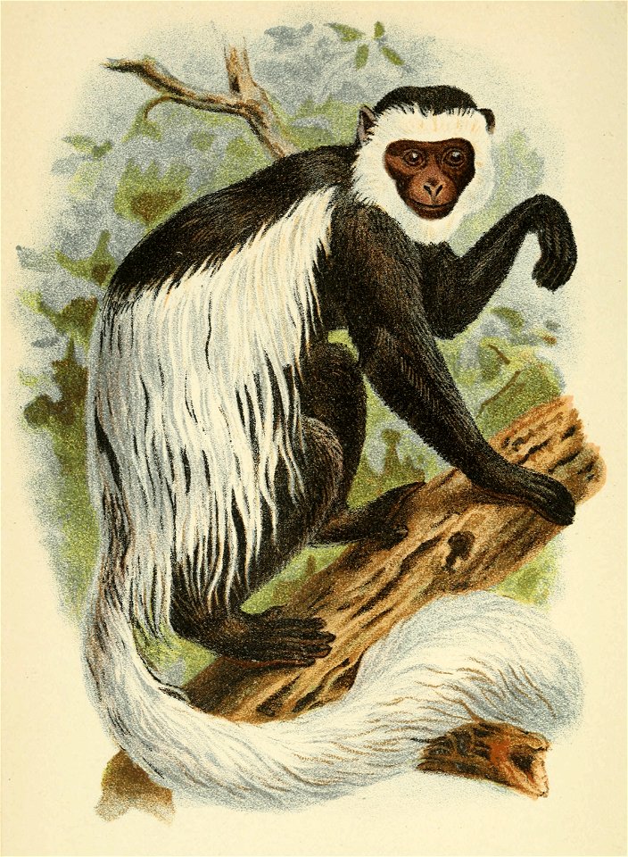 Handbook to the Primates Plate 34