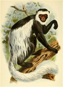 Handbook to the Primates Plate 34