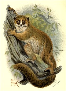 Handbook to the Primates Plate 05