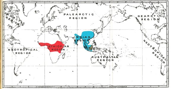 Handbook to the Primates Plate 48