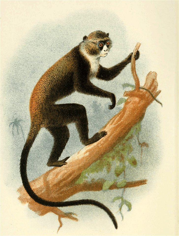 Handbook to the Primates Plate 29
