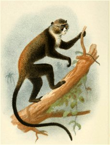 Handbook to the Primates Plate 29