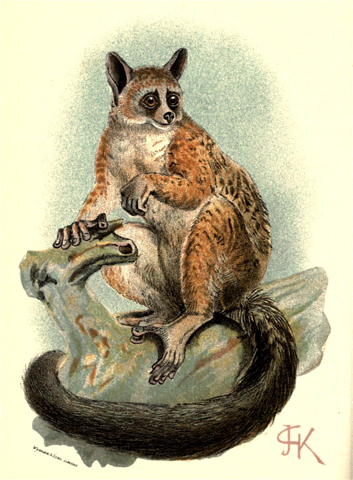 Handbook to the Primates Plate 04