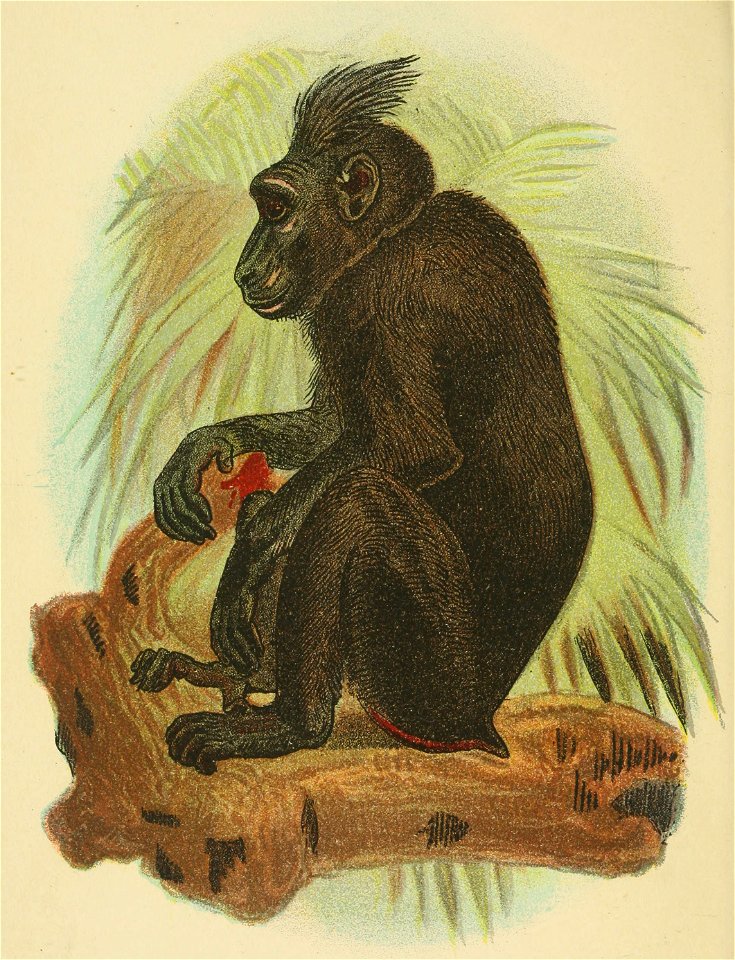 Handbook to the Primates (1896) Plate 25