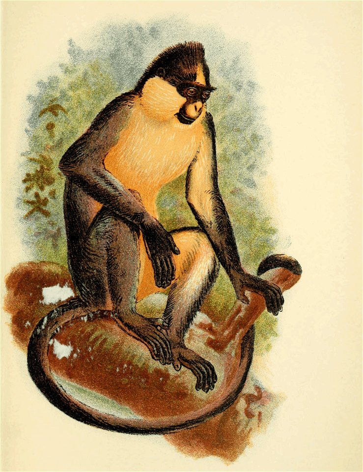 Handbook to the Primates Plate 36