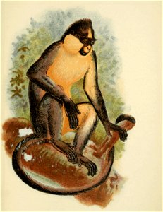Handbook to the Primates Plate 36